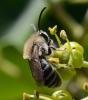 Colletes sp.